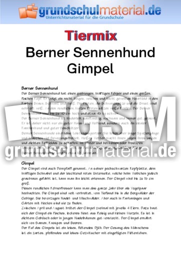 Berner Sennenhund - Gimpel.pdf